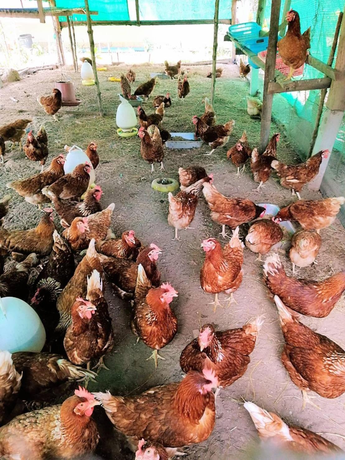 Yaoisland Resort And Farm Ko Yao Eksteriør bilde