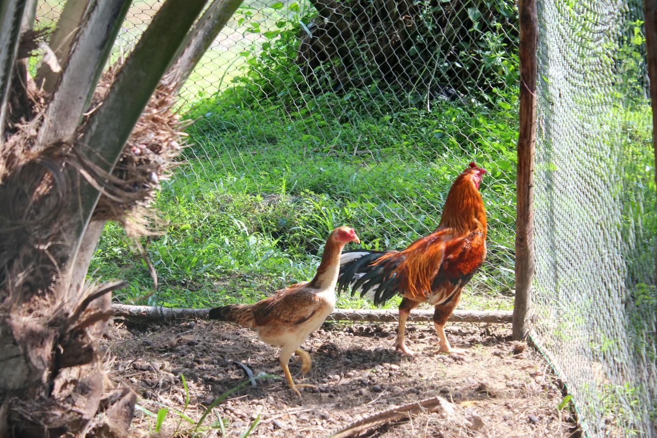 Yaoisland Resort And Farm Ko Yao Eksteriør bilde
