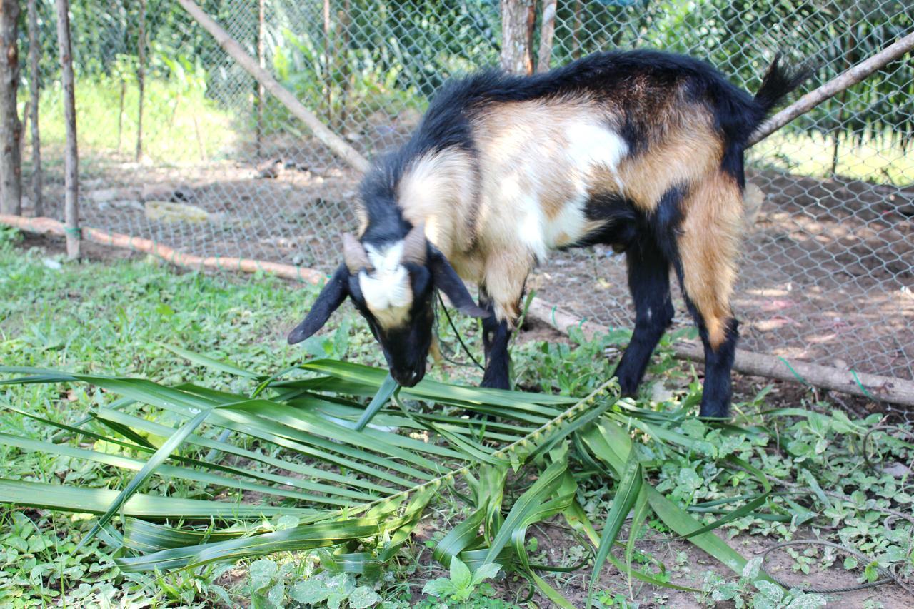 Yaoisland Resort And Farm Ko Yao Eksteriør bilde