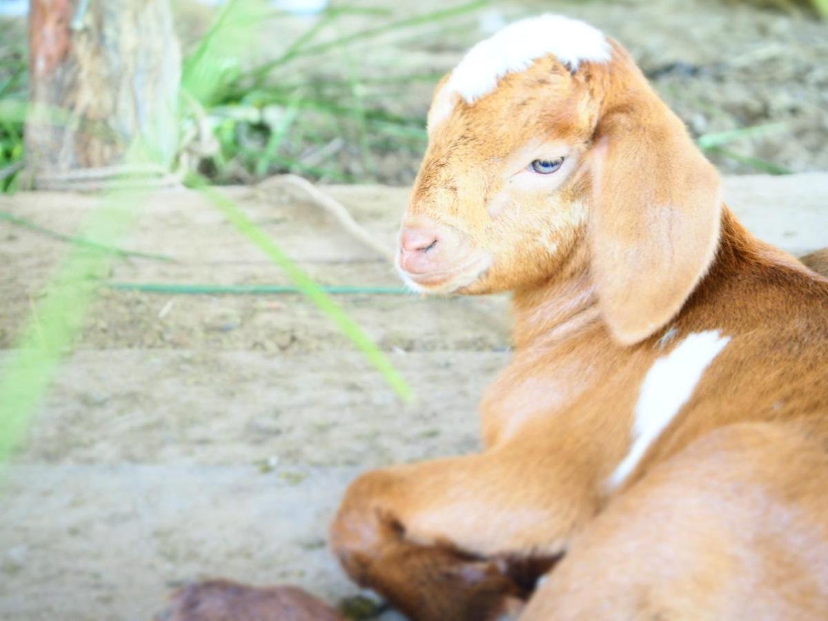 Yaoisland Resort And Farm Ko Yao Eksteriør bilde