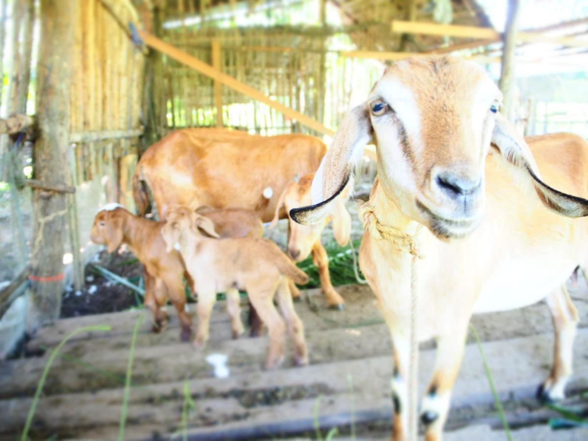 Yaoisland Resort And Farm Ko Yao Eksteriør bilde