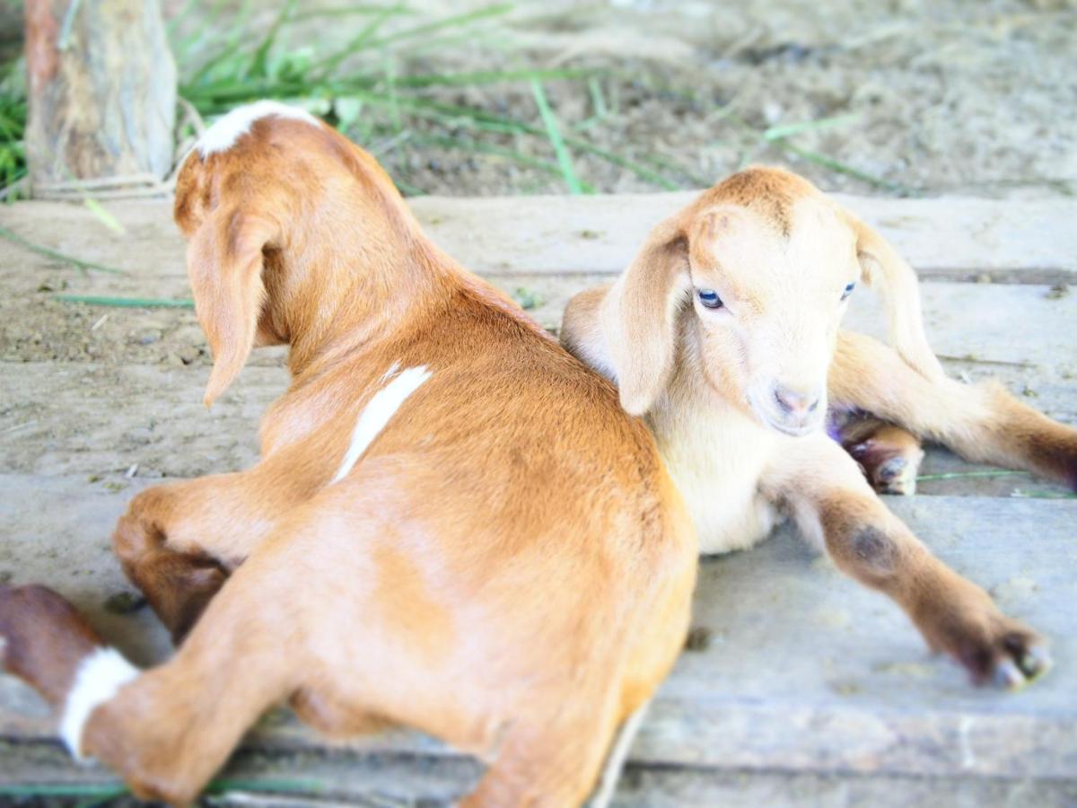 Yaoisland Resort And Farm Ko Yao Eksteriør bilde